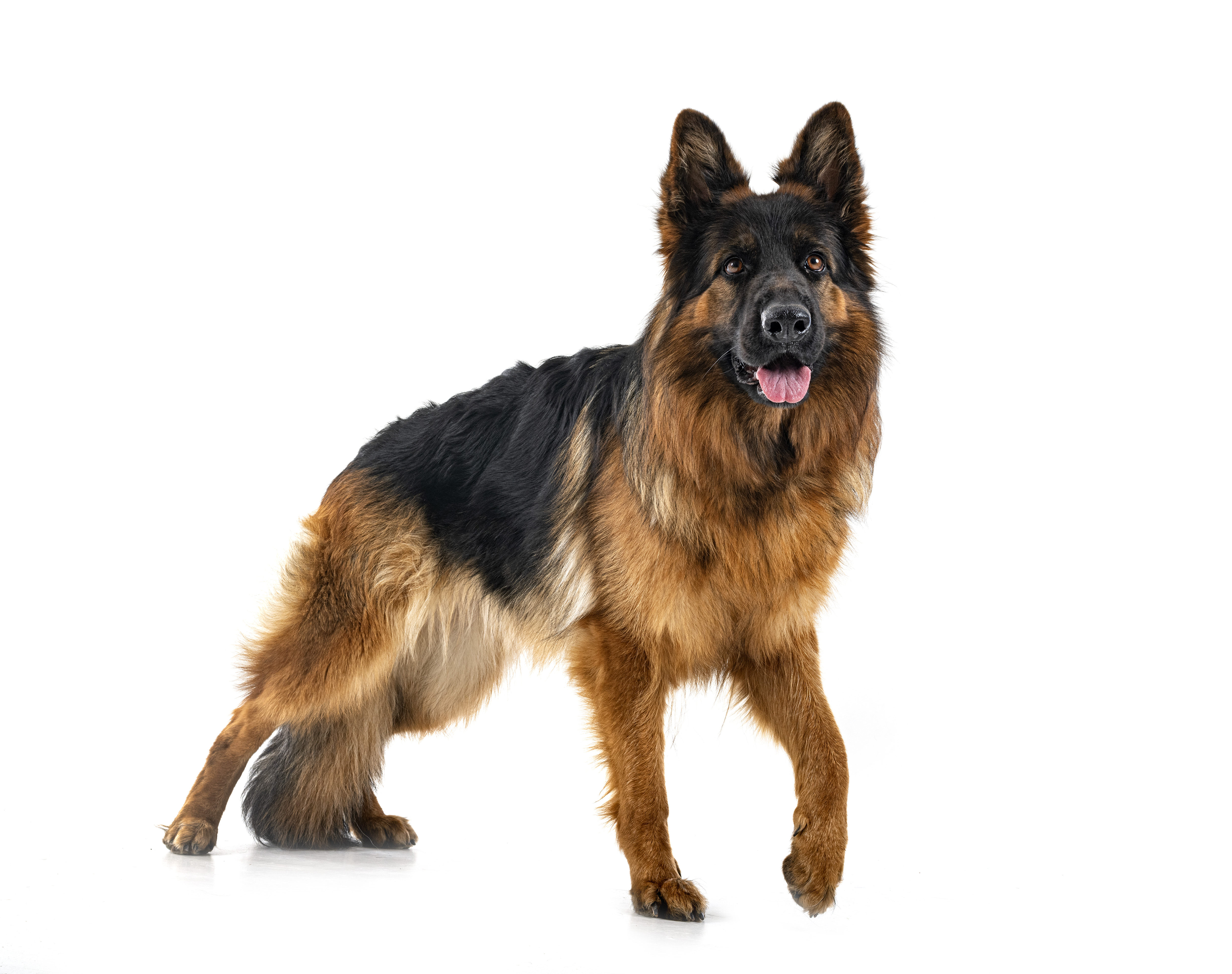 young-german-shepherd-front-white-background (1).jpg (2.46 MB)